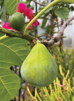 New growth Turn to the Sun 284x387